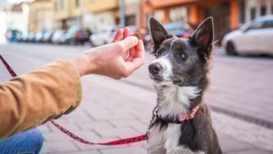 Border collie puppy sitting and waiting for a treat. Rewarding good dog in public. Young dog socialization in town.