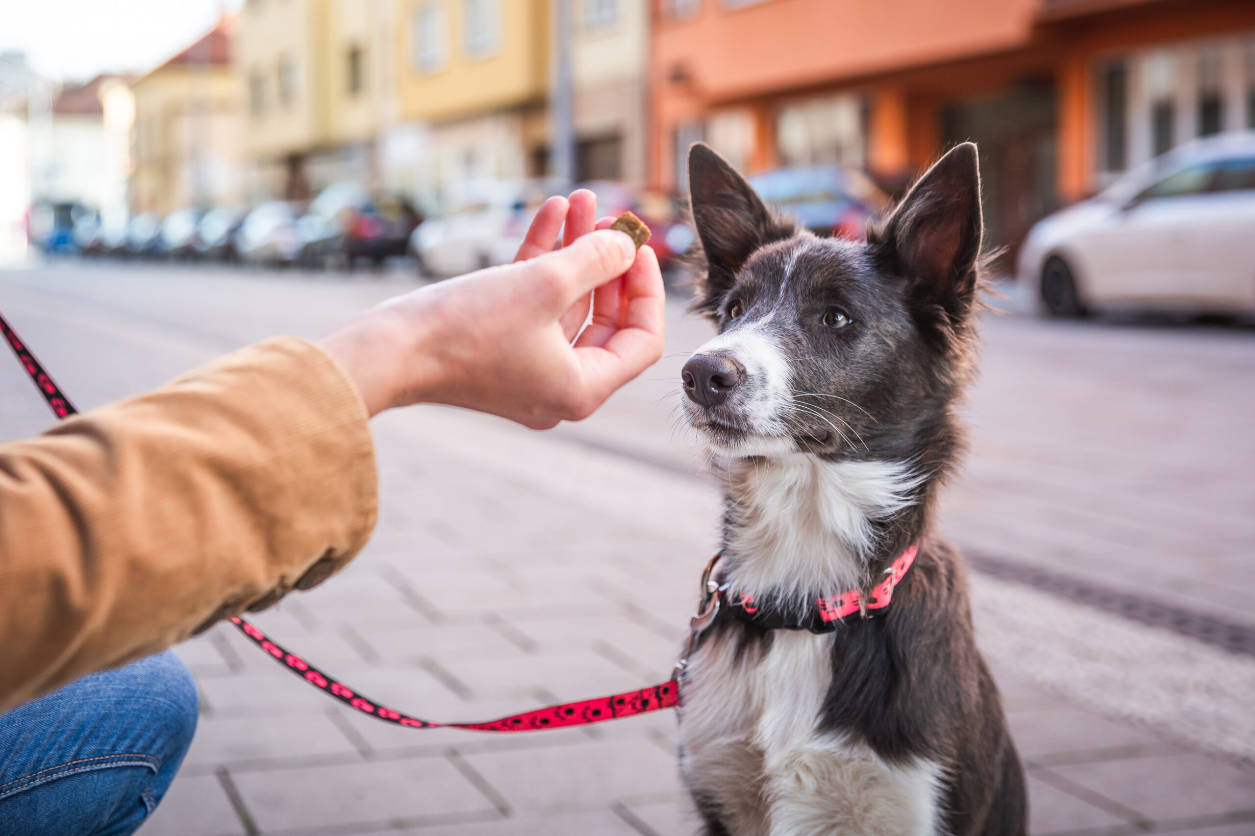 Border Collie puppy sitting and waiting for a treat. Rewarding good dog in public. Young dog socialization in town.