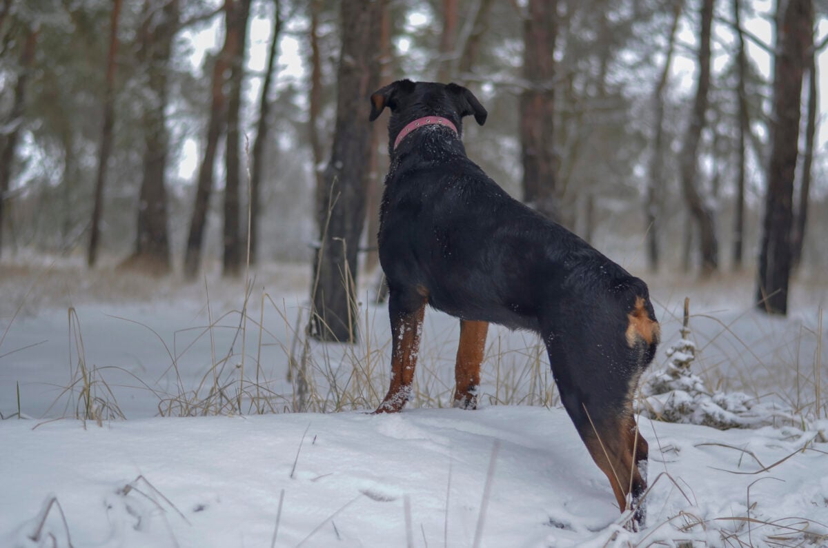 Rottweiler in the winter forest view from the back. A young female dog with a docked tail looks attentively into the distance.