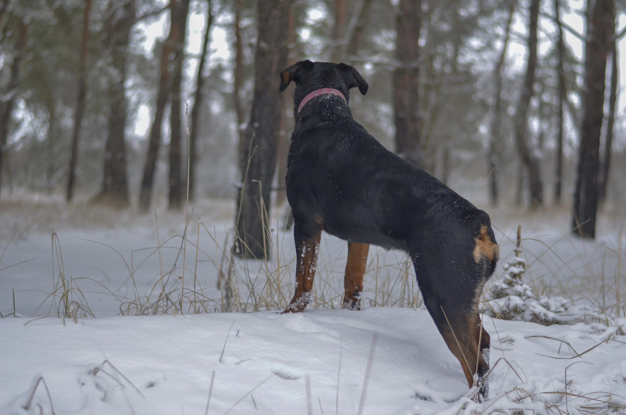 No Tail? No Problem. Meet 18 Adorable Dog Breeds That Skip The Wag