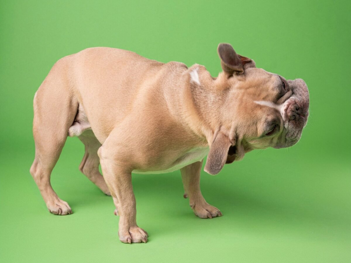 French Bulldog shaking head.