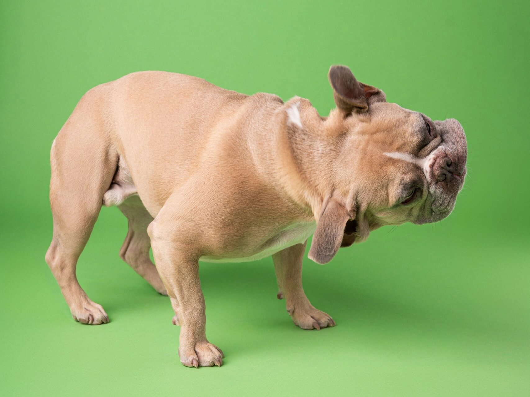 French Bulldog shaking head.
