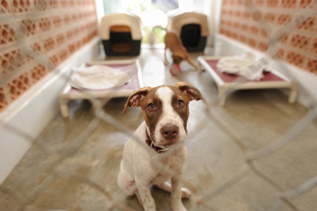 Shelter dog in cage at rescue, sitting and looking at camera.