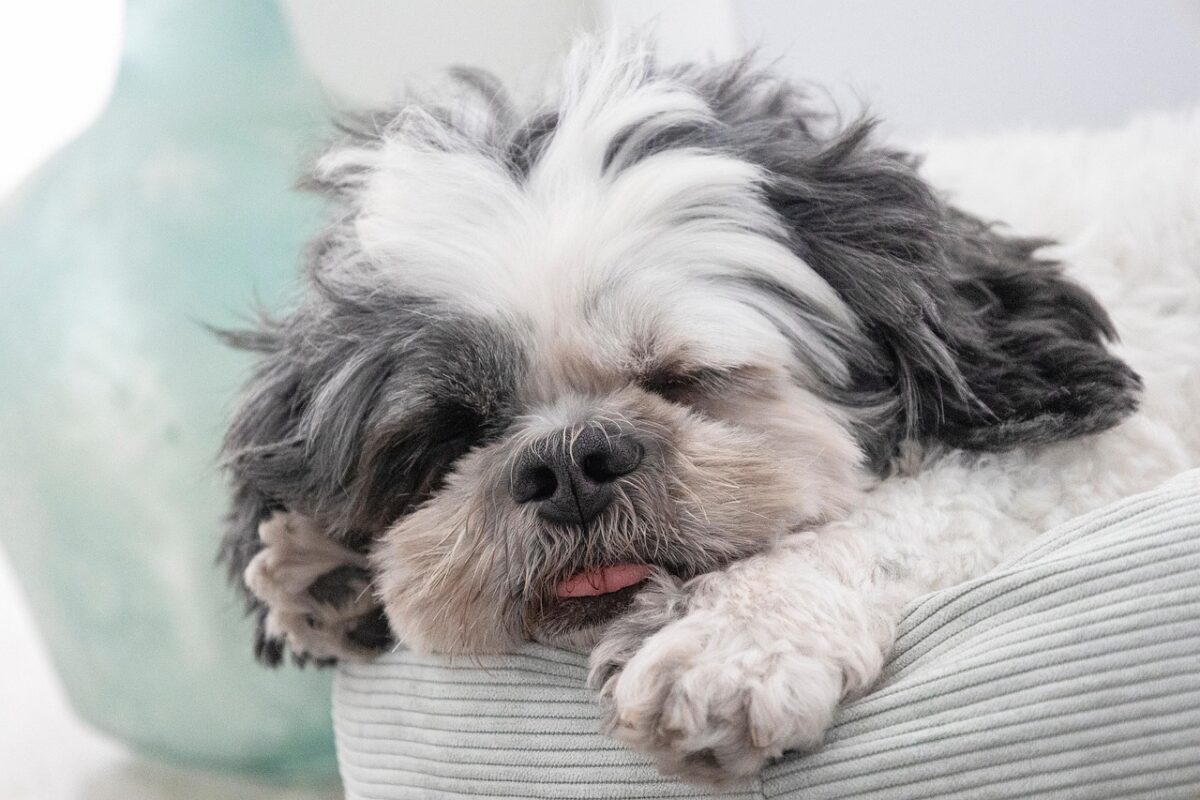 Shih Tzu dog sleeping with tongue out.