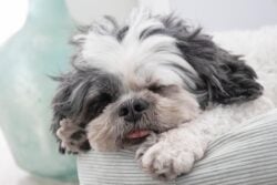 Shih Tzu dog sleeping with tongue out.