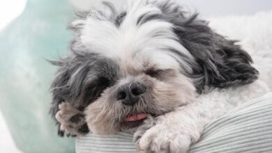 Shih Tzu dog sleeping with tongue out.
