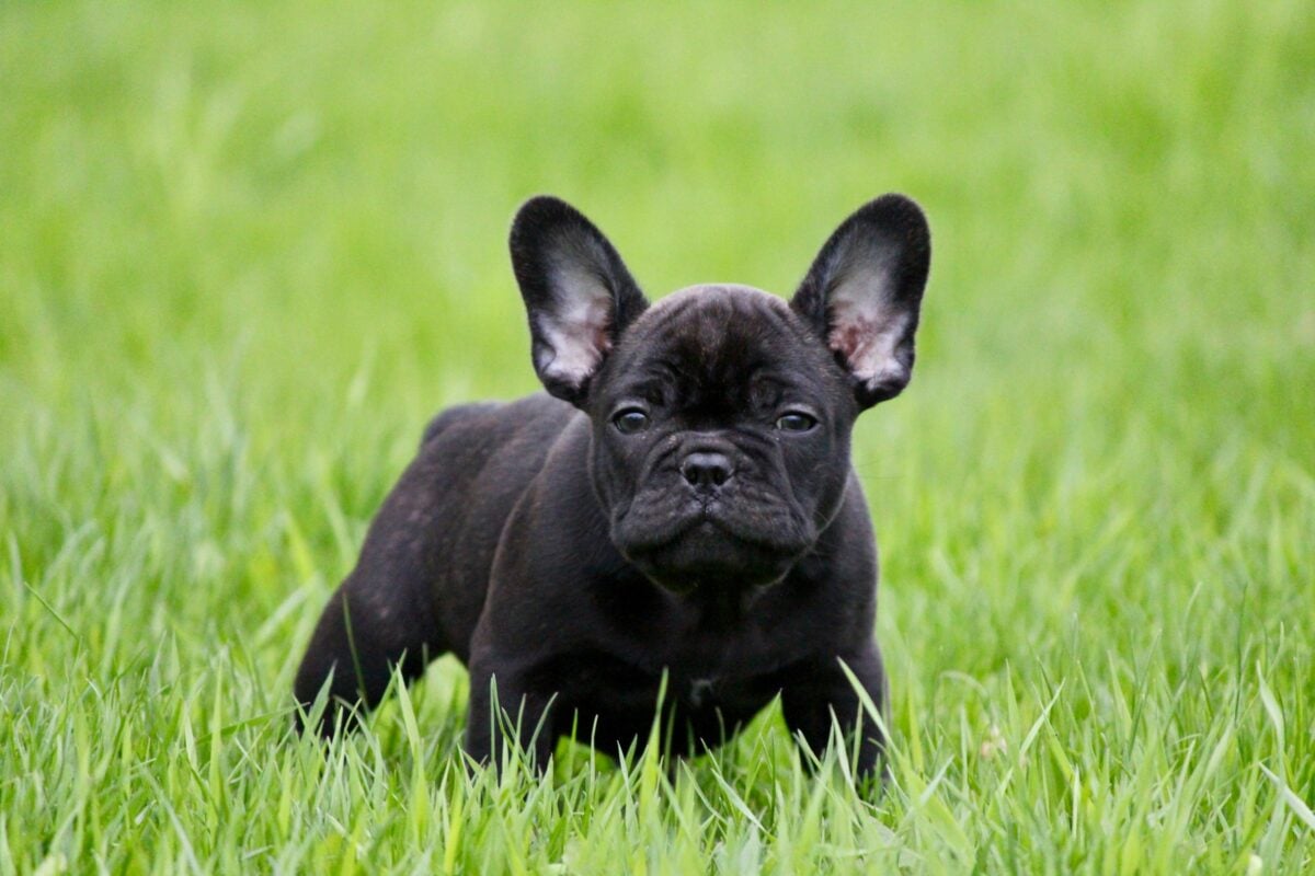 Black French Bulldog standing in grass.