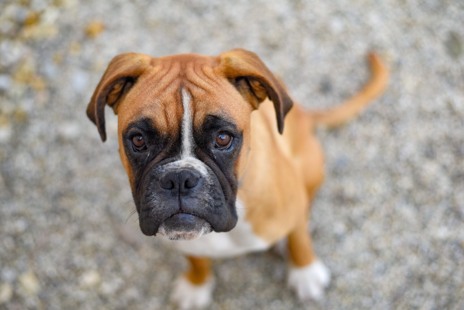 A Boxer staring up into the camera.