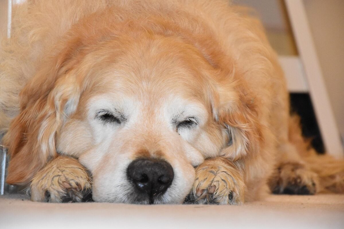 Old Golden Retriever sleeping.