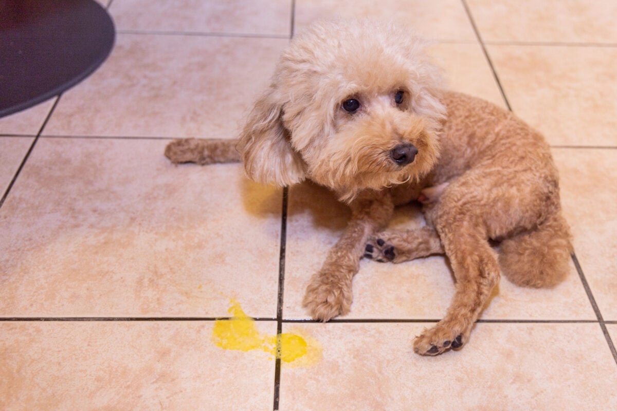 Toy poodle dog vomits yellow substance suspected to be bile, onto floor.