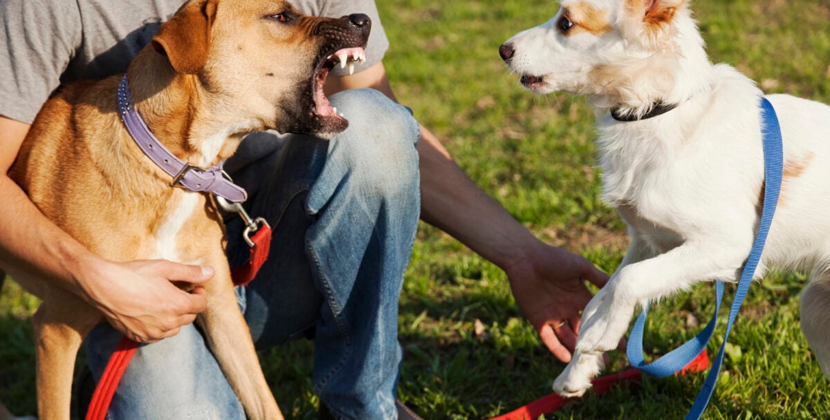 Two Dogs and Trainer in Park with one dog barking at the other.
