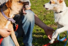 Two Dogs and Trainer in Park with one dog barking at the other.