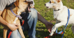 Two Dogs and Trainer in Park with one dog barking at the other.