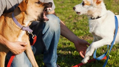 Two Dogs and Trainer in Park with one dog barking at the other.