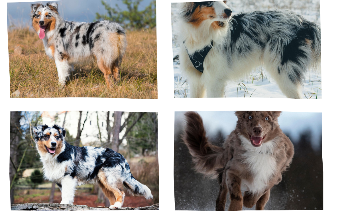 Four photo collage showing Australian Shepherds with varying tail lengths, from none to long.