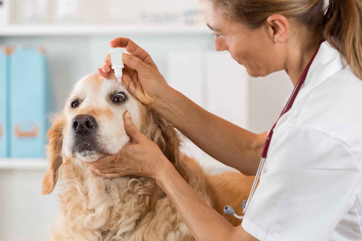 Veterinarian applying eye drops to Golden Retriever's eye at vet clinic.