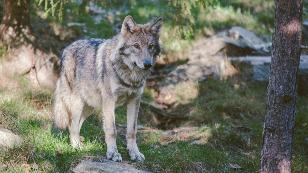 A wolf standing in the woods watching something intently.