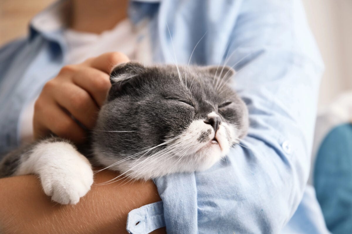 Woman stroking her cat at home, closeup