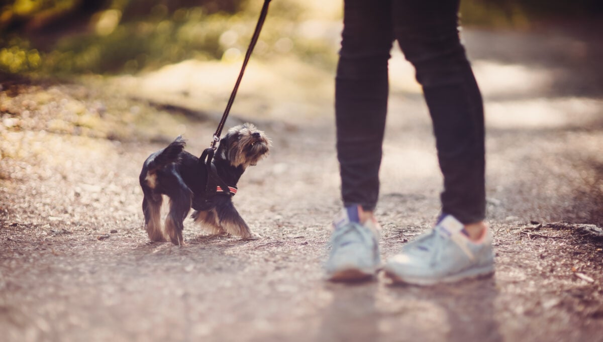 Young woman with small dog walking in the park - dog looking up at owner anxiously.