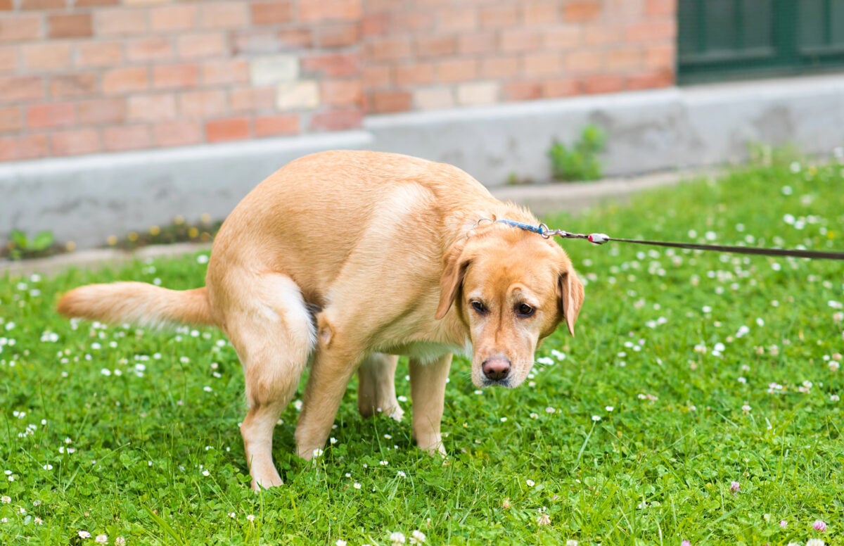 Labrador Retriever dog poops in the park.