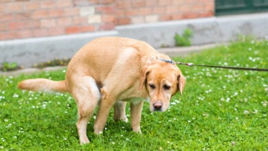 Labrador Retriever dog poops in the park.