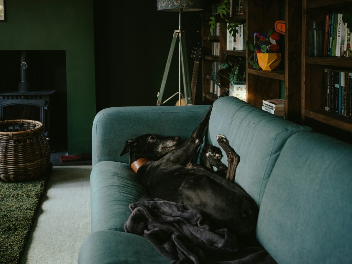Black dog sleeping on blue couch.