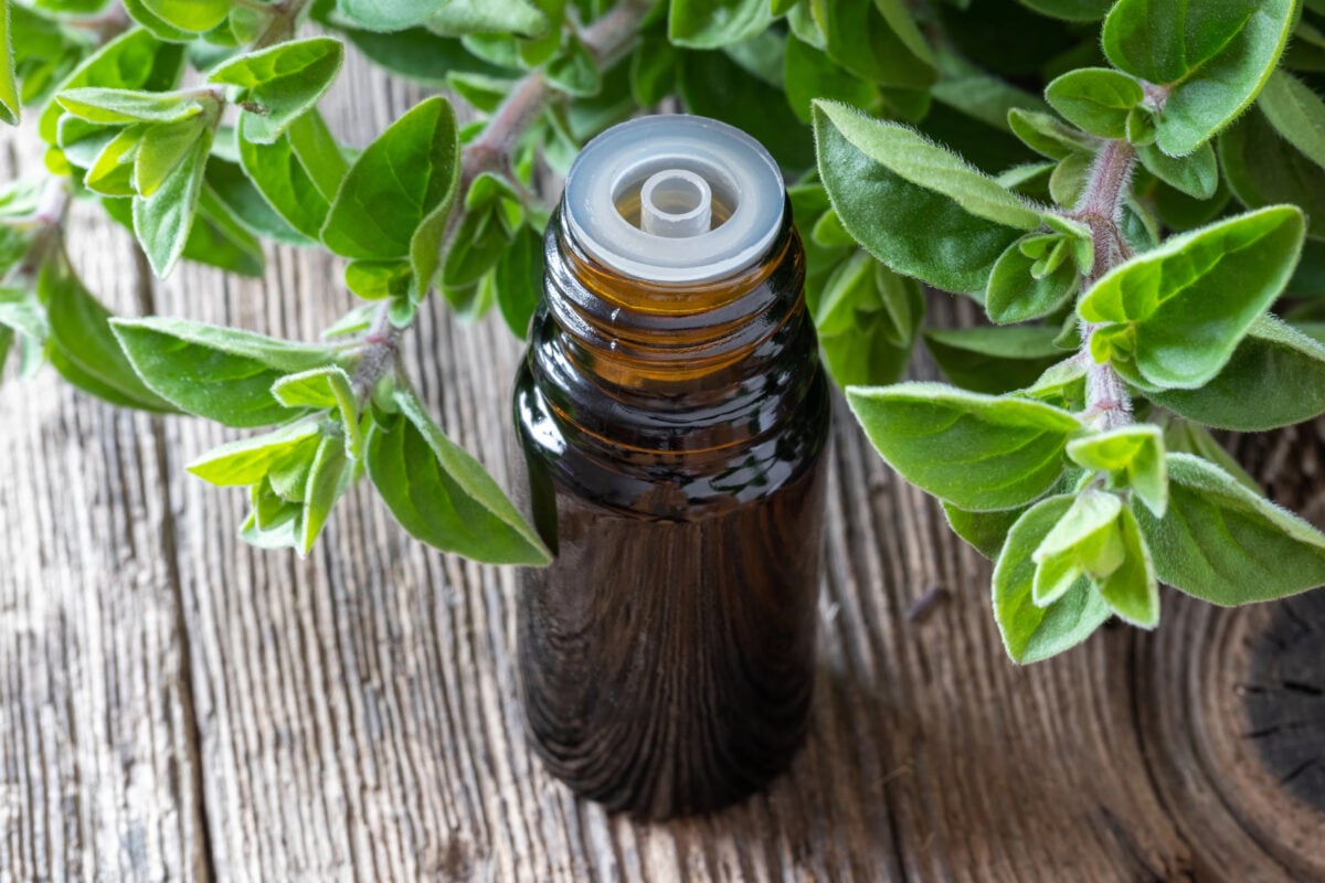 A bottle of oregano essential oil with oregano twigs.