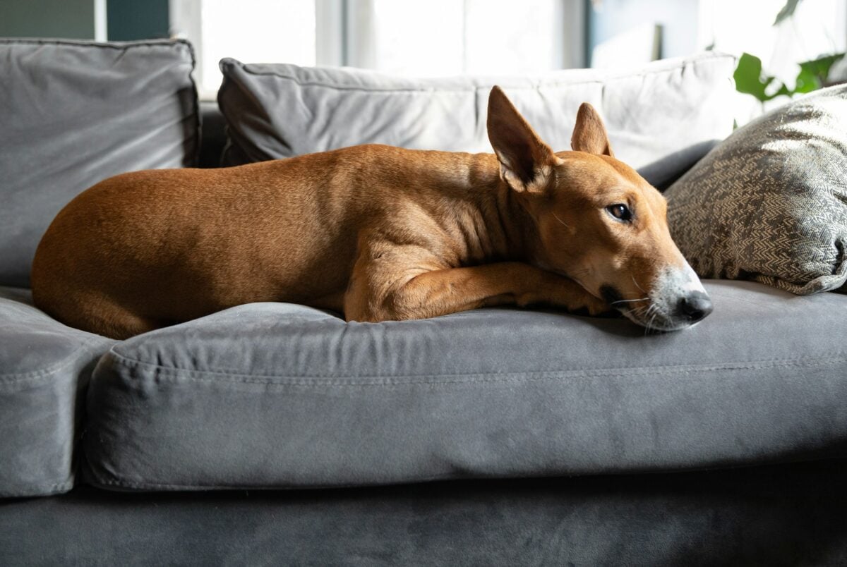 Brown dog laying on couch. 
