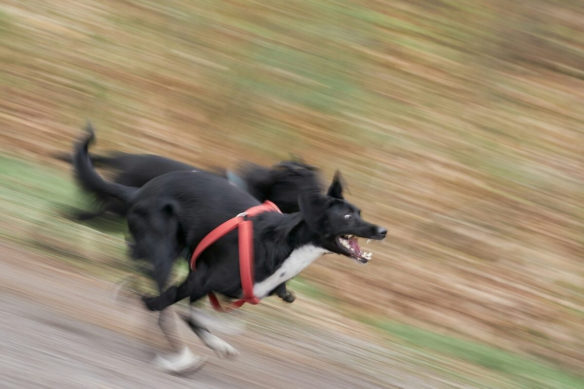 A couple of dogs running across a dirt road.