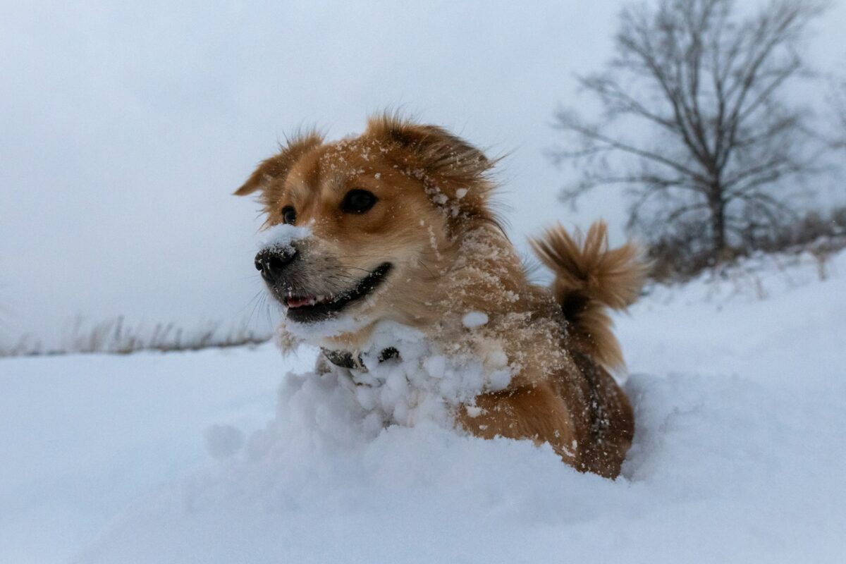 Happy dog playing in the snow. 