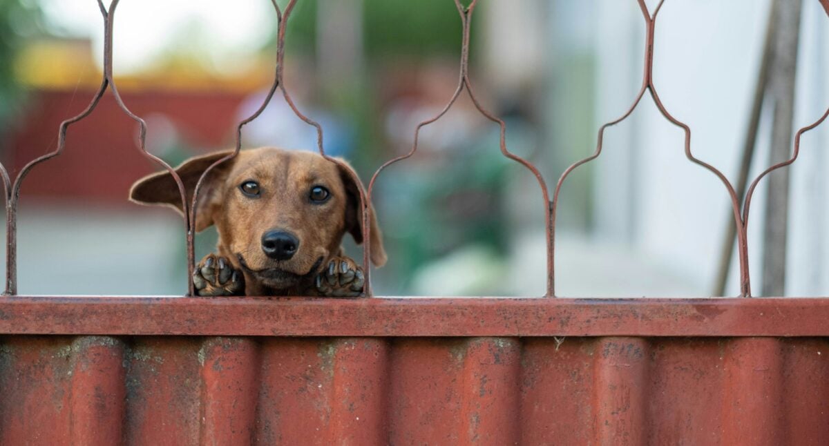 A dog looking over the top of a fence.