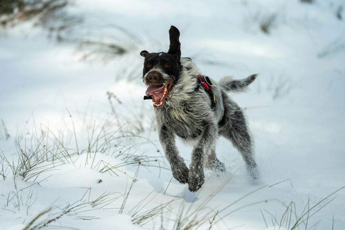 A happy dog running through the snow, showing weather-related zoomies.