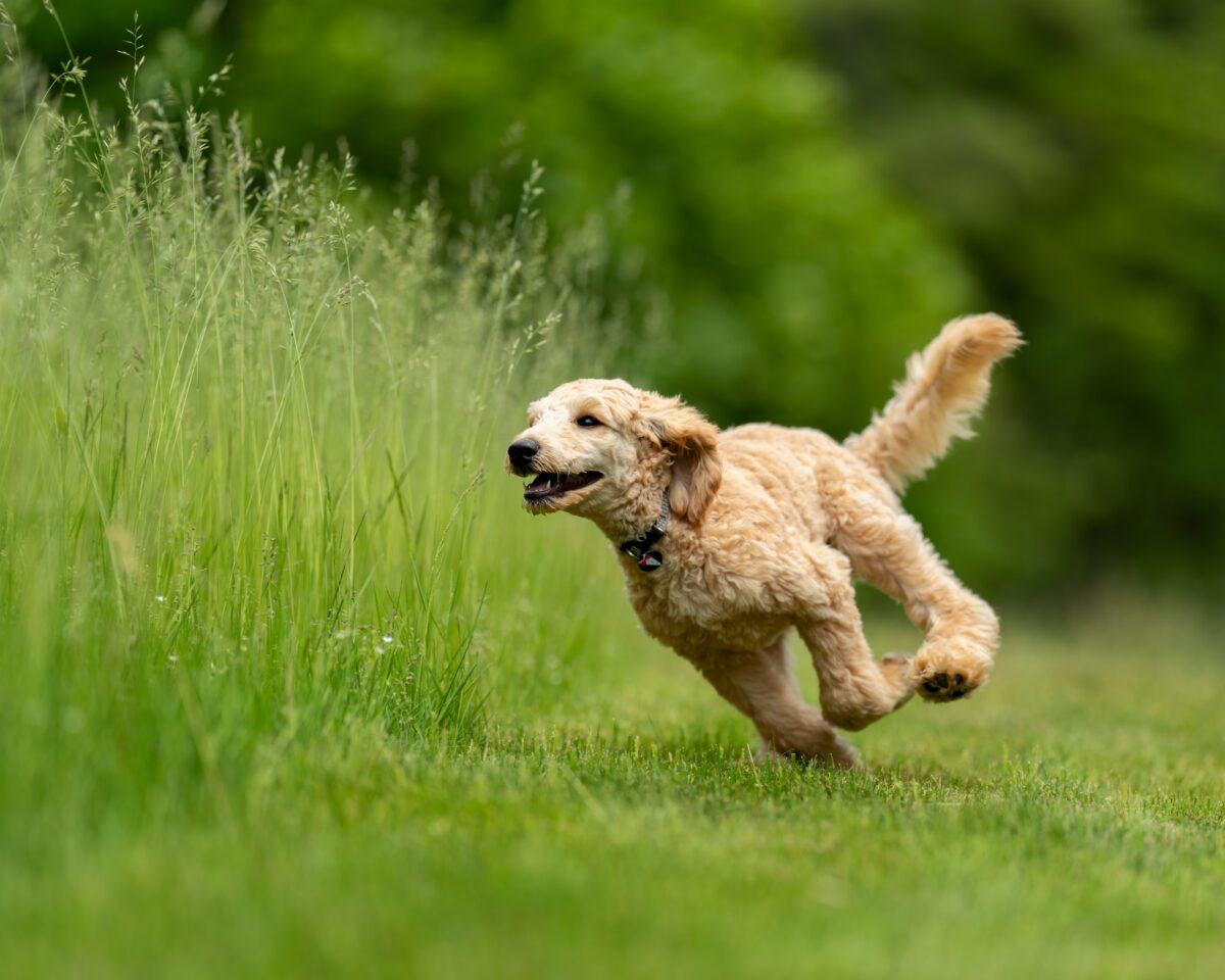 Goldendoodle racing through tall green grass, ears flying and tail up in motion.