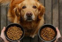 A golden retriever eagerly awaits food as a person holds two bowls of kibble and wet food on a wooden deck
