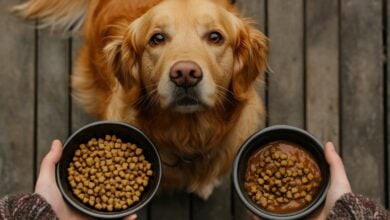 A golden retriever eagerly awaits food as a person holds two bowls of kibble and wet food on a wooden deck
