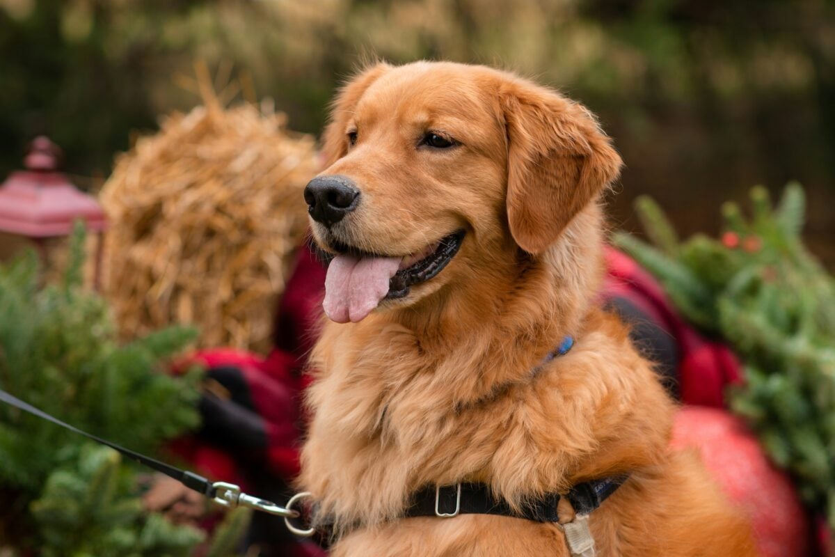 A Retriever sitting outdoors looking festive.