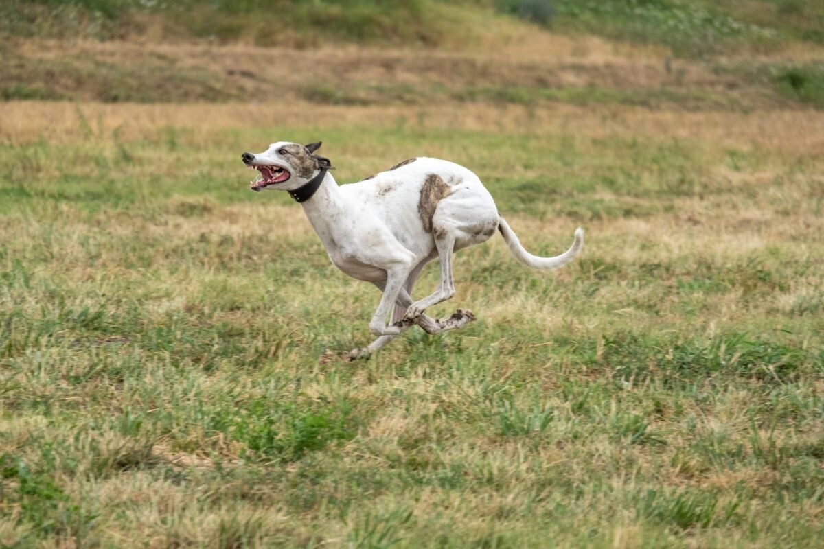 Excited Greyhound dog with zoomies running in field.