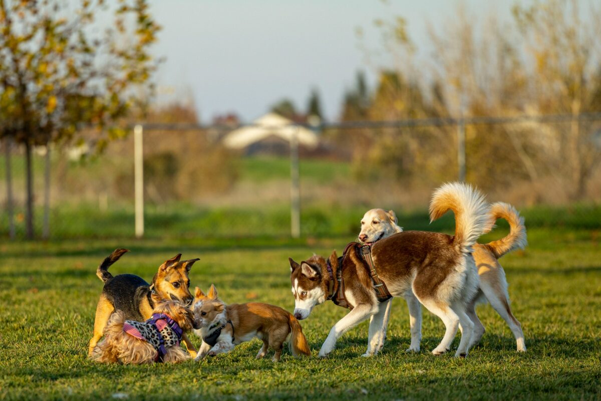 A group of dogs playing with each other in a fenced-in field.