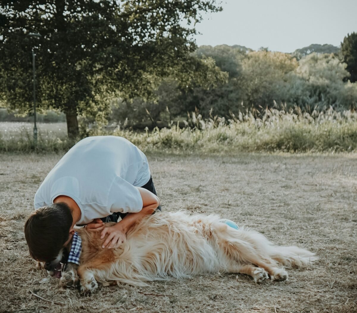 Dog lying on sand being gently comforted by owner.