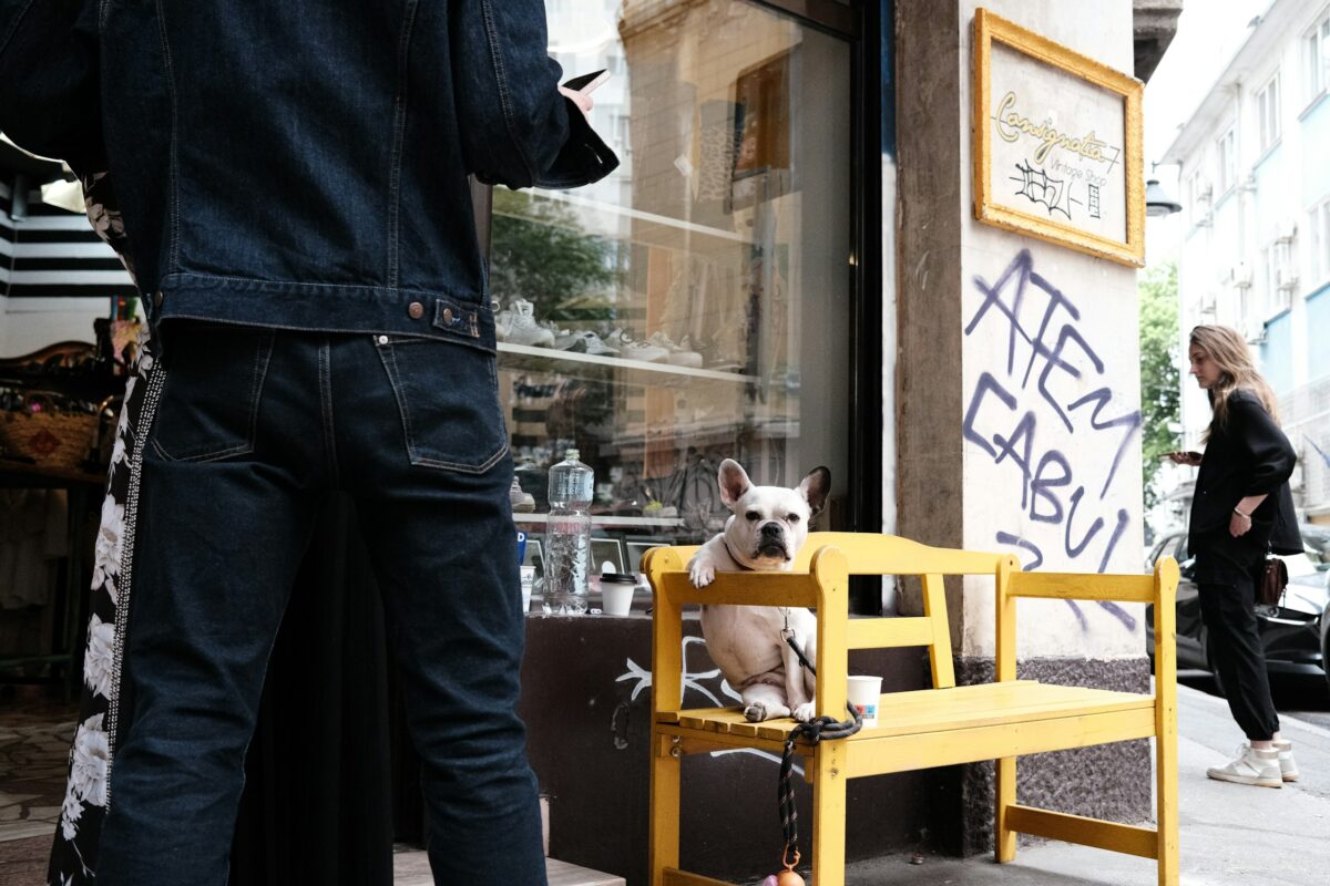 A man outside of a cafe standing next to a yellow bench with a French Bulldog sitting on it.