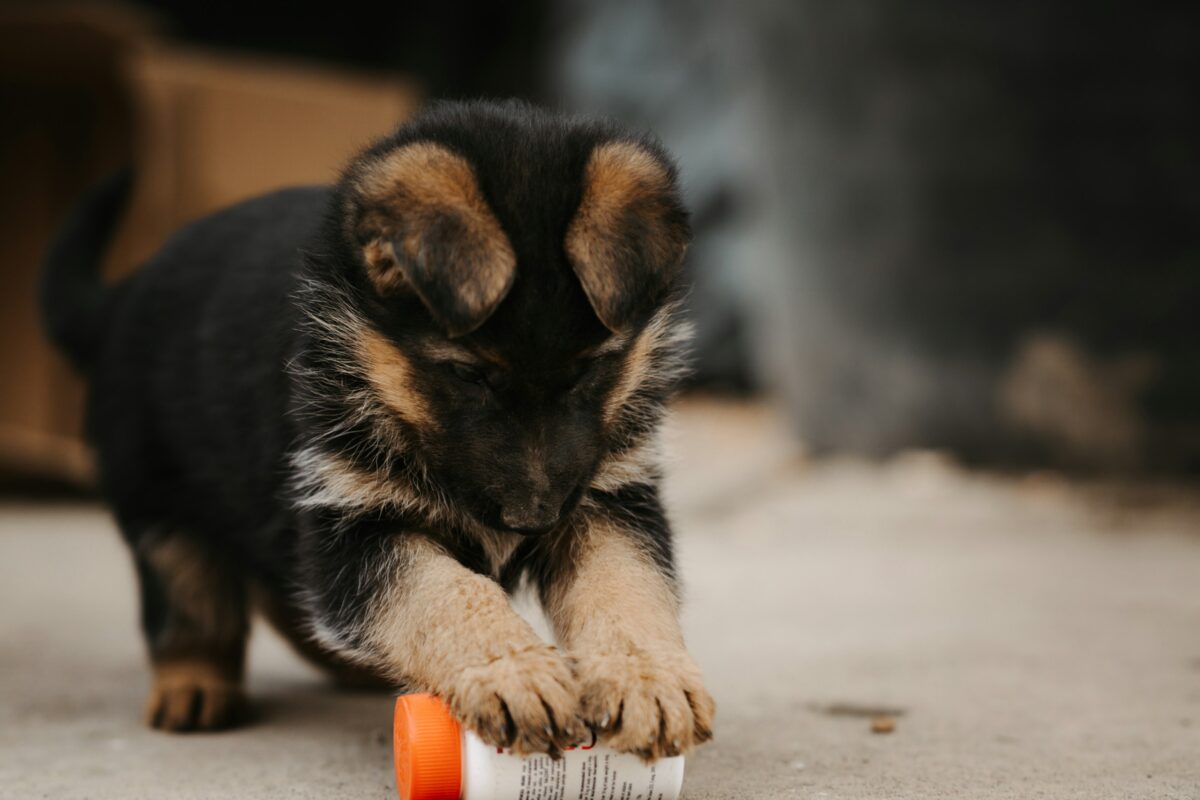 A puppy playing with a pill bottle on the floor.