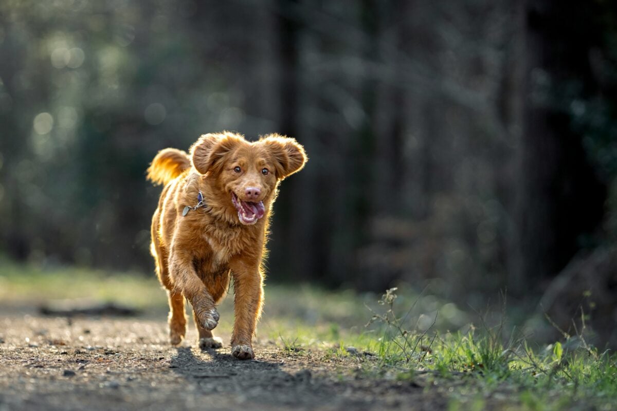 A small brown dog walking down dirt road.