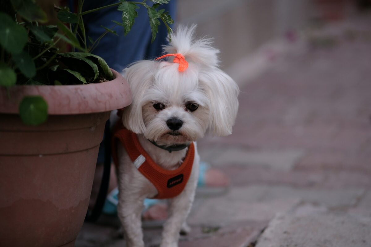Maltese with a short body trim and a top knot standing beside a planter outdoors.