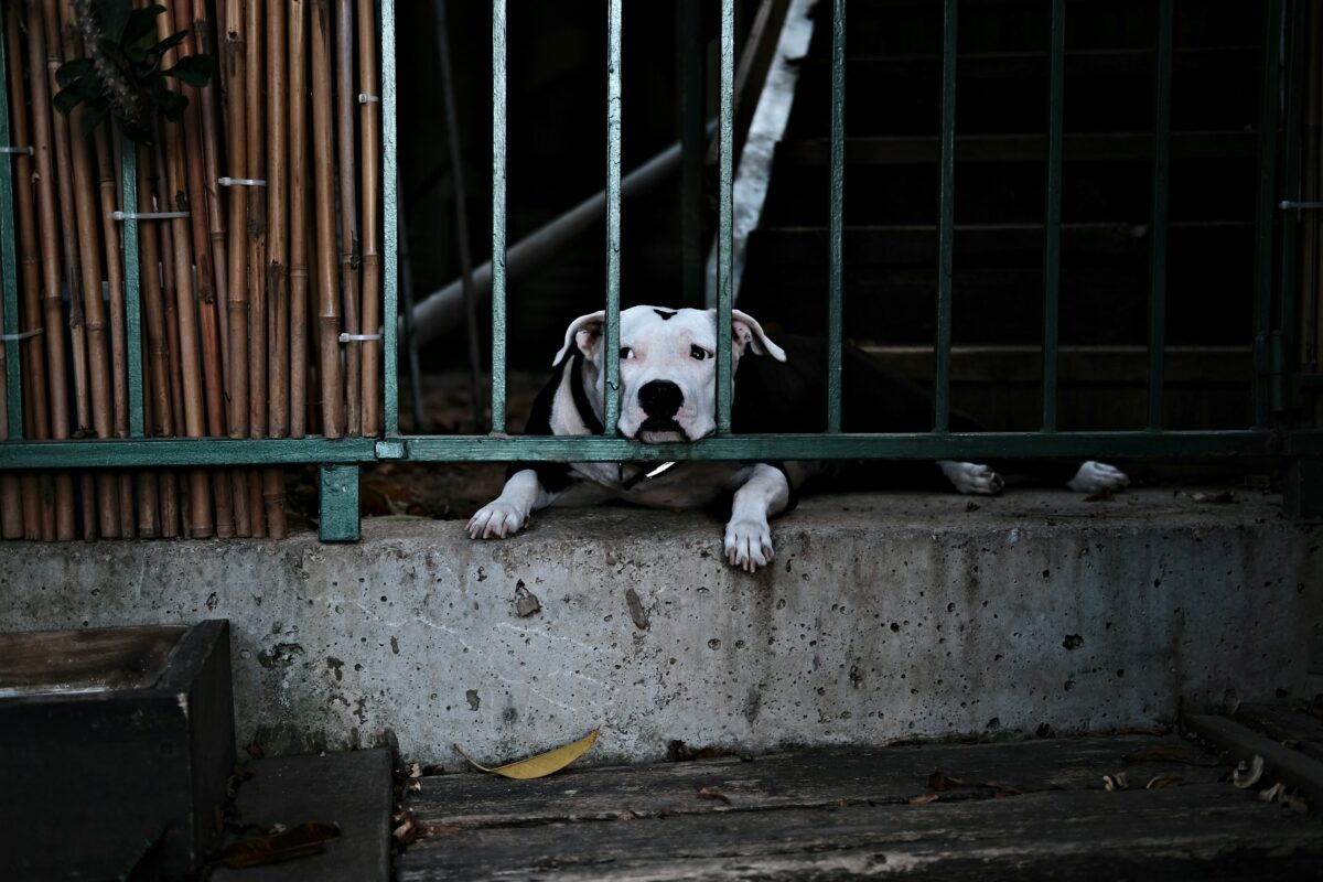 A white and black Pit Bull dog looking out from behind fence.