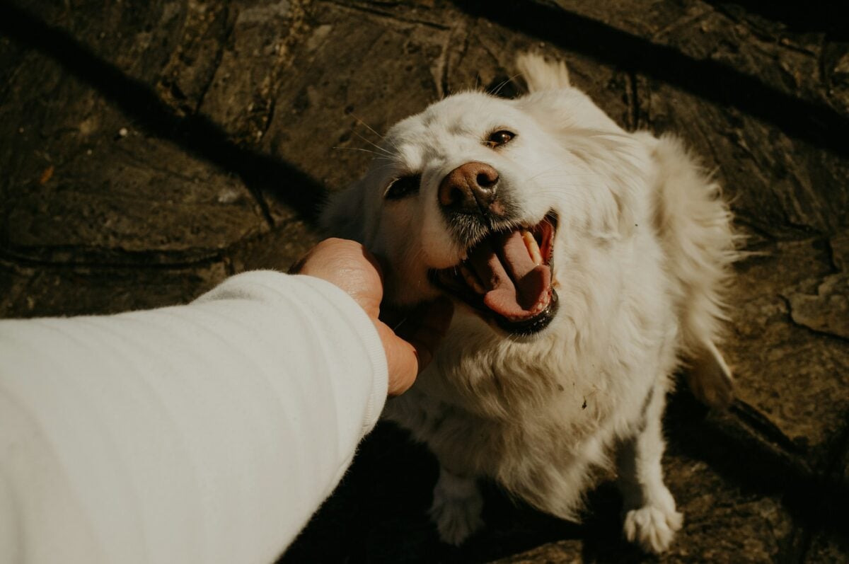 Person greets excited dog.