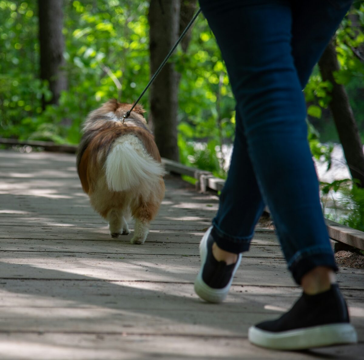 A woman walks a dog on a boardwalk in the woods in midsummer.