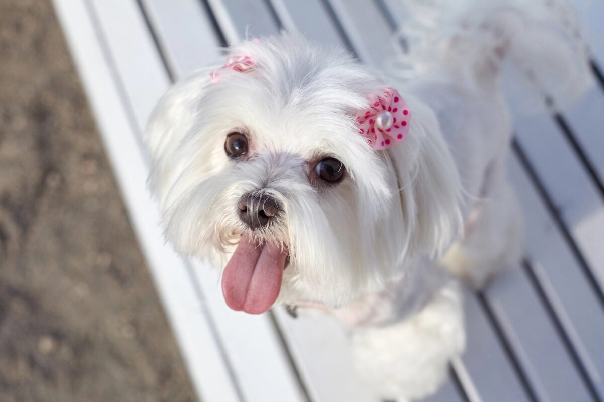 Maltese with a lightly trimmed face sitting on a bench, showing a tidy maintenance cut between full grooms.