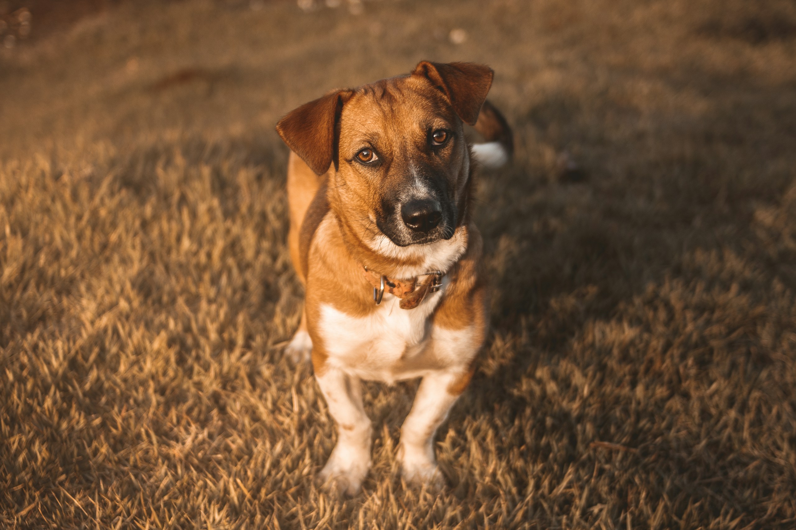 Beagle Dachshund mix.