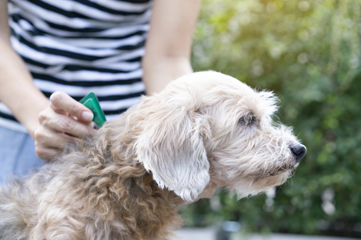 Close up of woman applying tick and flea prevention treatment to her dog's neck.
