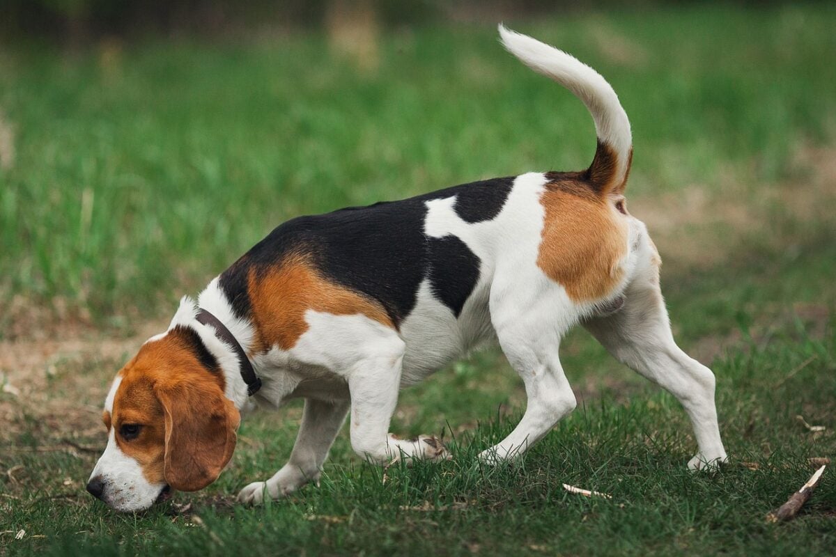 Beagle dog walking outside, sniffing the ground to follow a scent.